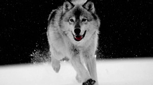 fondo-de-escritorio-de-animales-lobo-siberiano